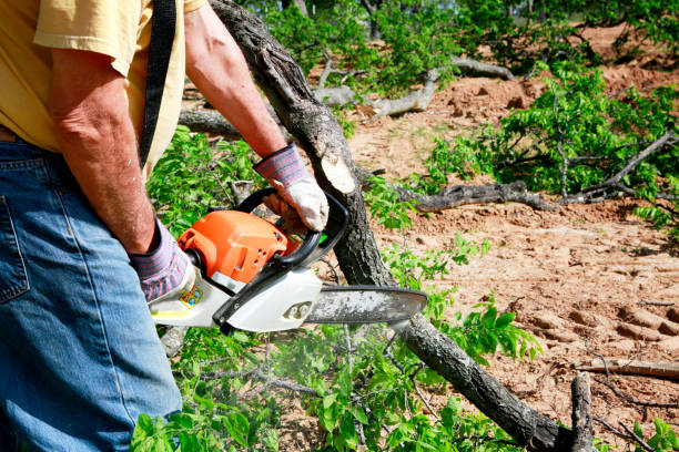 Best Affordable Tree Cutting  in Clyde Hill, WA